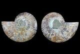 Cut & Polished Ammonite Fossil - Agatized #82337-1